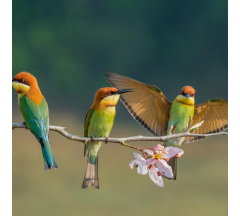 Купон 86.56 70*70