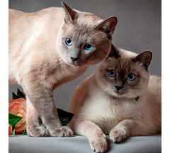 Купон 53.18 70*70