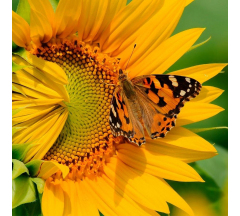 Купон 80.12 70*70