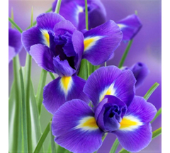 Купон 43.21 70*70