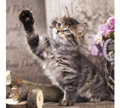 Купон 84.33-1 70*70