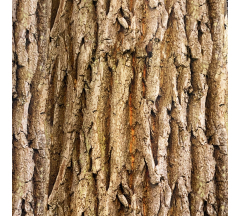Купон кора дуб микровелюр