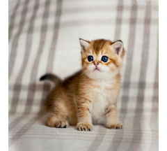 Купон 87.48 70*70