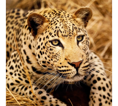 Купон 38.7 70*70