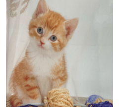 Купон 53.34 46*46