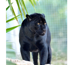 Купон 38.15 70*70