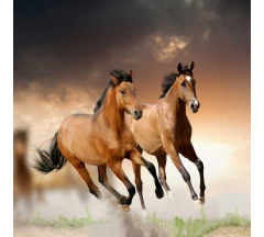 Купон 86.67 70*70