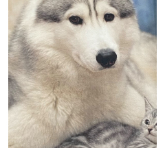 Купон 20.5 70*70