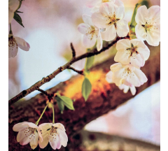 Купон 18.6 70*70