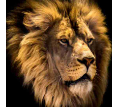 Купон 88.10 70*70