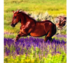 Купон 71.22 70*70