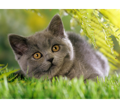 Купон 53.21 70*70