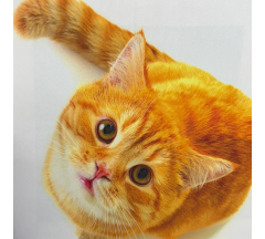 Купон 53.7 46*46