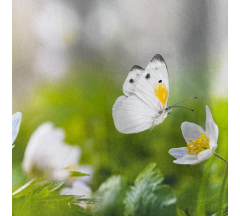 Купон 87.71 70*70