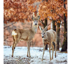 Купон 86.57 70*70